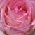 Ružičasta - bijela  - Floribunda ruže - Honoré de Balzac